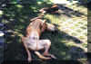 amiuhund.jpg (40023 Byte)