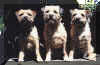 grup2.jpg (35838 Byte)