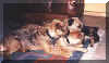 grup4u1.jpg (23617 Byte)